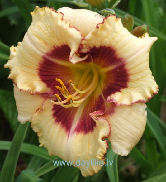 Pelnrušķīte (V. Baņģieris 2013)