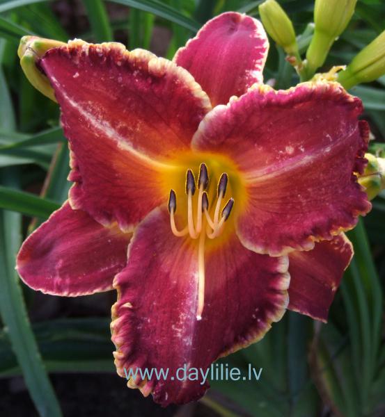 Pīlādžu vīns (V.Bangieris 2011)