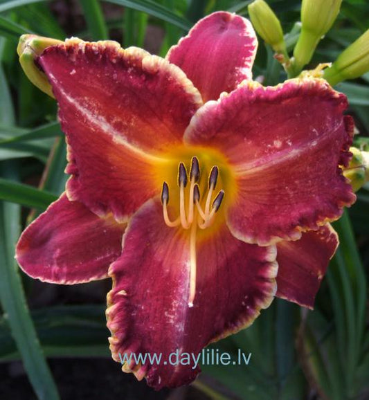 Pīlādžu vīns (V.Bangieris 2011)