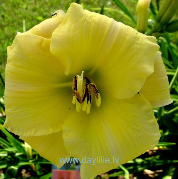 Poga (V.Baņģieris 2006)