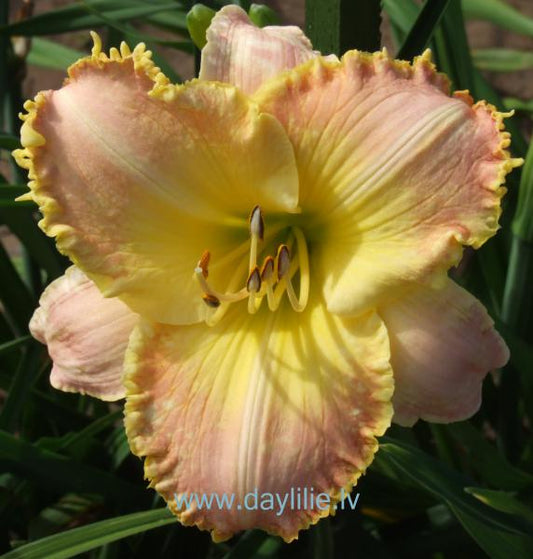 Porcelāna lelle (V.Baņģieris 2011)