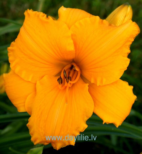 Princese Zeltīte (V.Baņģieris 2009)