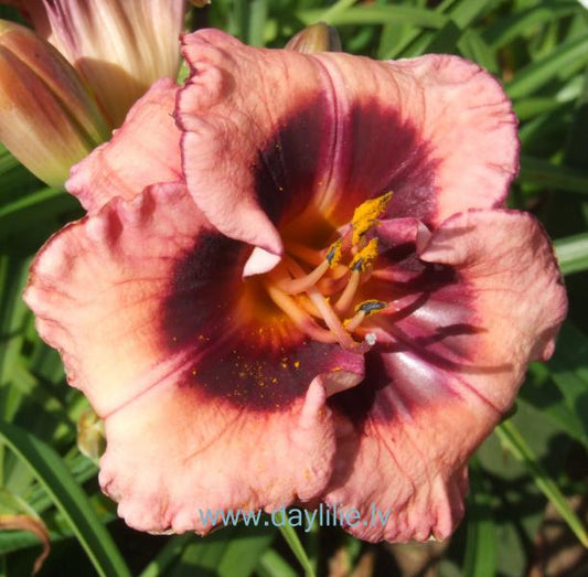 Puķu Ansis (V.Baņģieris 2013)