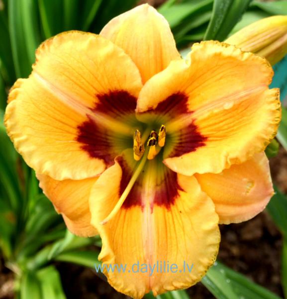 Queen of the Desert (T.Petit 2006)