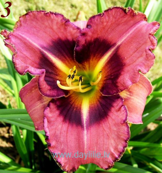 Raganroze (V.Baņģieris 2009)