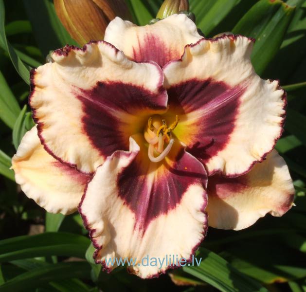 Raibs gar acīm (V.Baņģieris 2013)