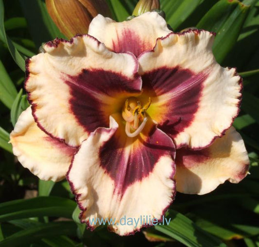 Raibs gar acīm (V.Baņģieris 2013)