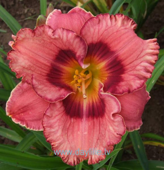 Renesanse (V.Baņģieris 2013)