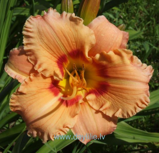 Renete (V.Baņģieris 2013)