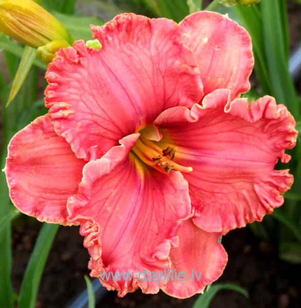 Renies Delight (J.Kinnebrev 2004)