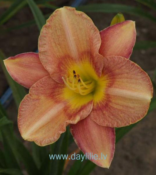 Retro mode (V.Bangieris 2012)