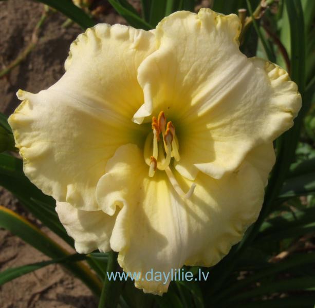 Rishelieu (V.Baņģieris 2013)