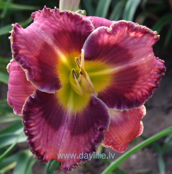 Atmiņu valsis (V.Bangieris 2010)