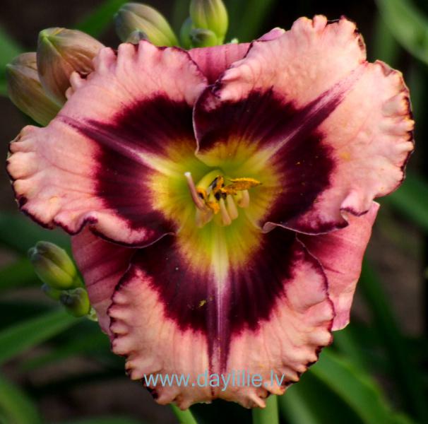 Rock Solid (P.Stamile 2004)