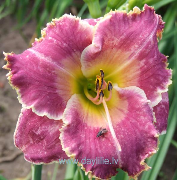 Romantiskā (V.Bangieris 2011)