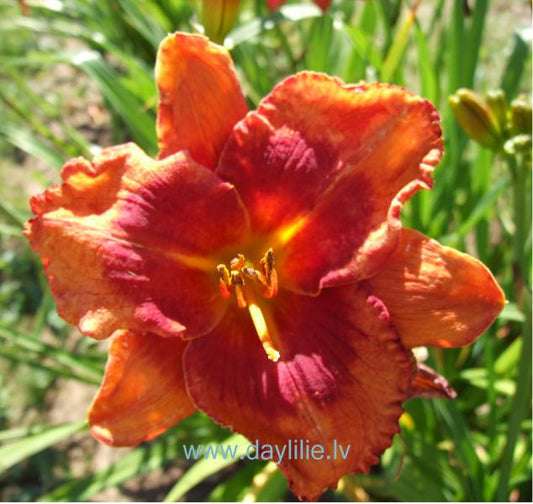 Romeo (V.Baņģieris 2014)