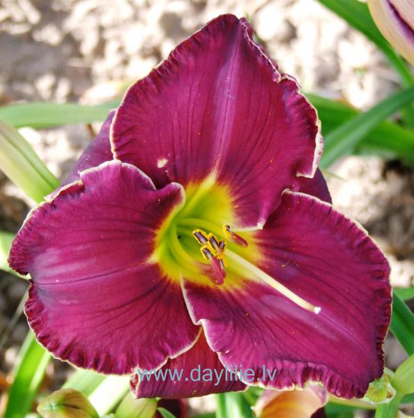 Royal Velvet (V.Baņģieris 2019)