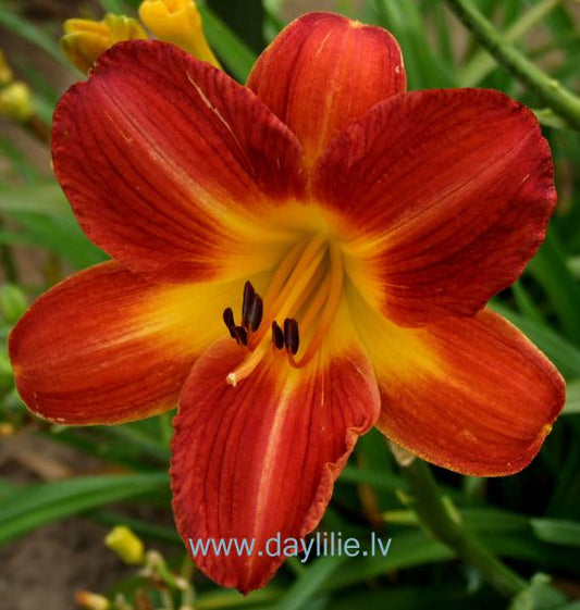 Rudens balle (V.Bangieris 2008)