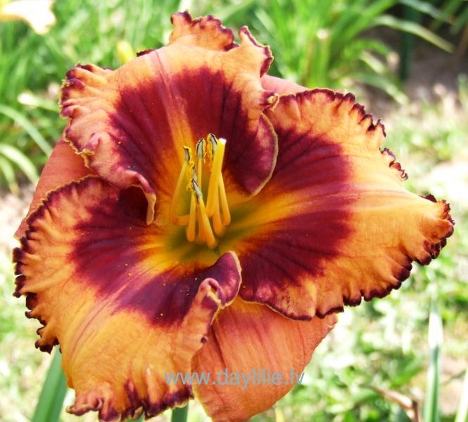 Augusts (V.Baņģieris 2019)