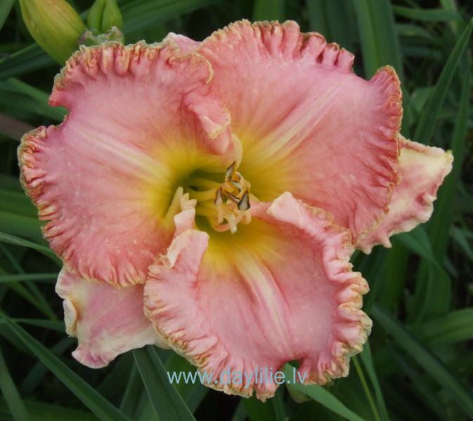 Rūžeņa (V.Baņģieris 2013)