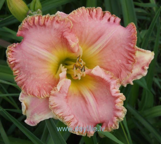 Rūžeņa (V.Baņģieris 2013)