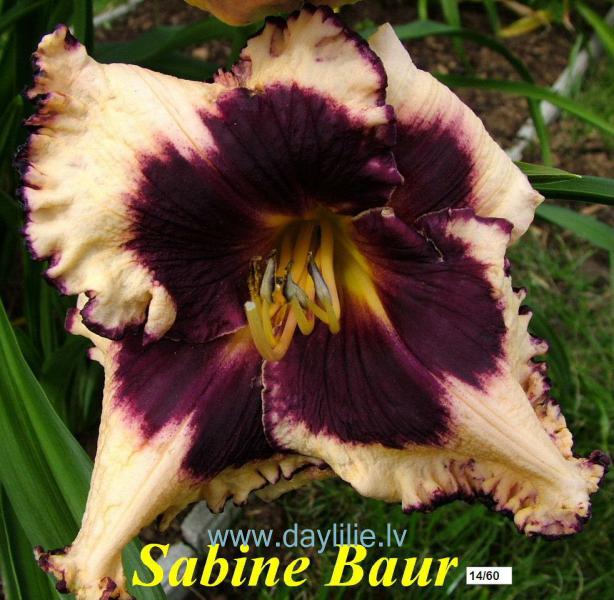 Sabine Baur (Salter, 1997)