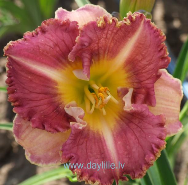 Saimniekmeita (V.Baņģieris 2010)