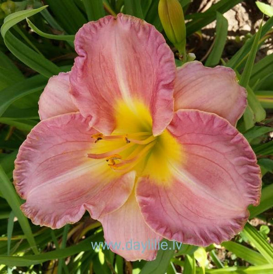 Salona lauva (V.Baņģieris 2011)