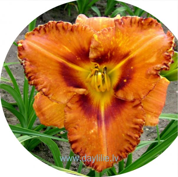 Sandra (V.Baņģieris 2014)