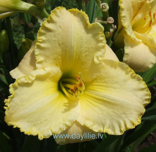 Sarmotais rīts (V.Bangieris 2011)