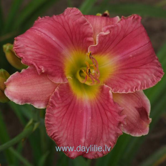 Sārtā feja (V.Bangieris 2010)