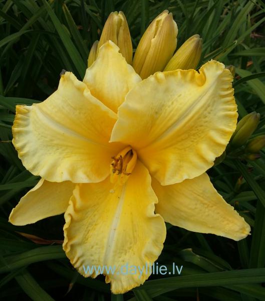 Saulessvece V.Baņģieris (2016)