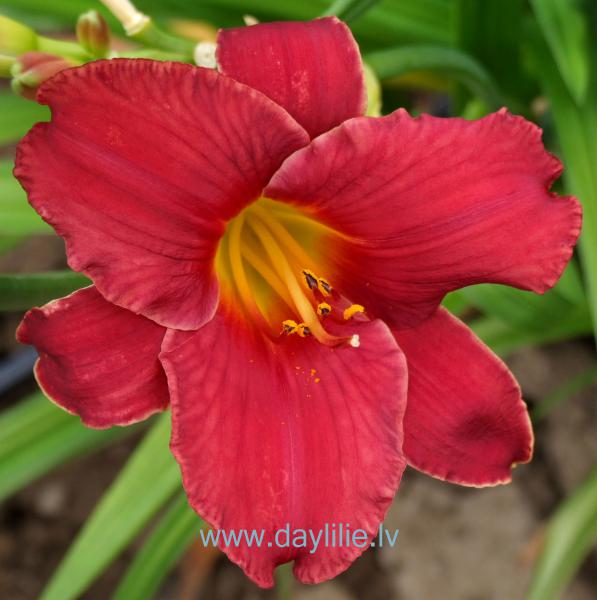 Aelita (V.Bangieris 2005)