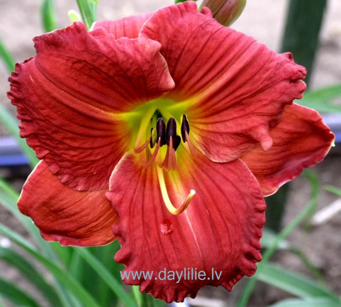 Aveņu laiks (V.Baņģieris 2005)