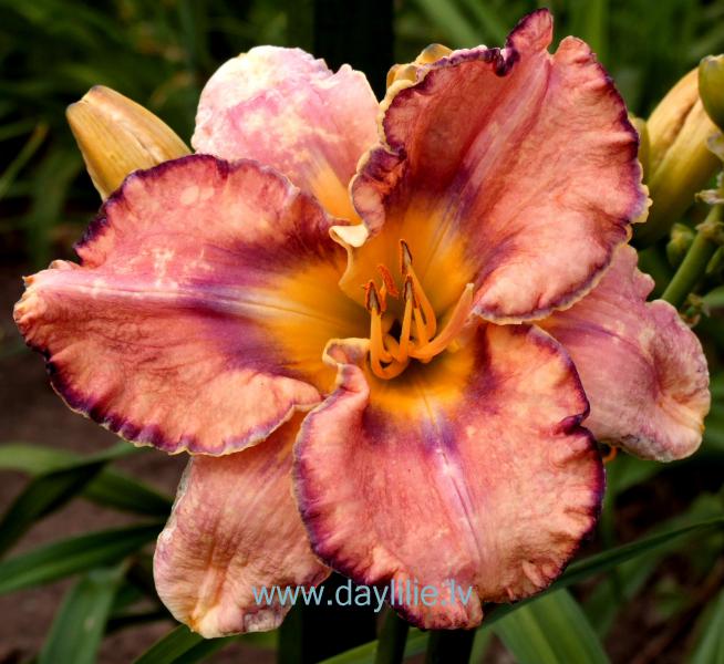 Send me a Rainbow (T.Petit 2006)