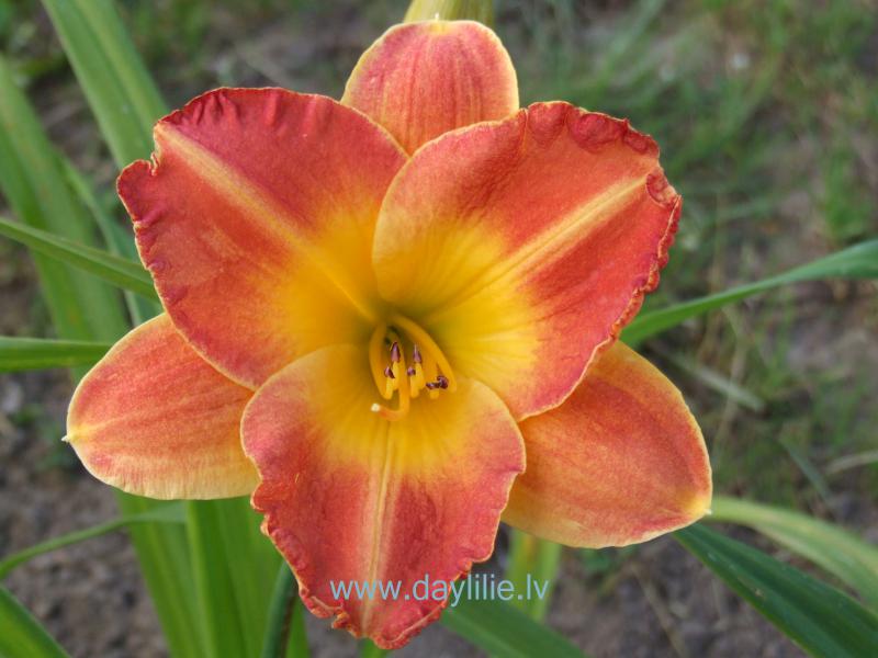 Sestā jūdze (V. Baņģieris 2013)