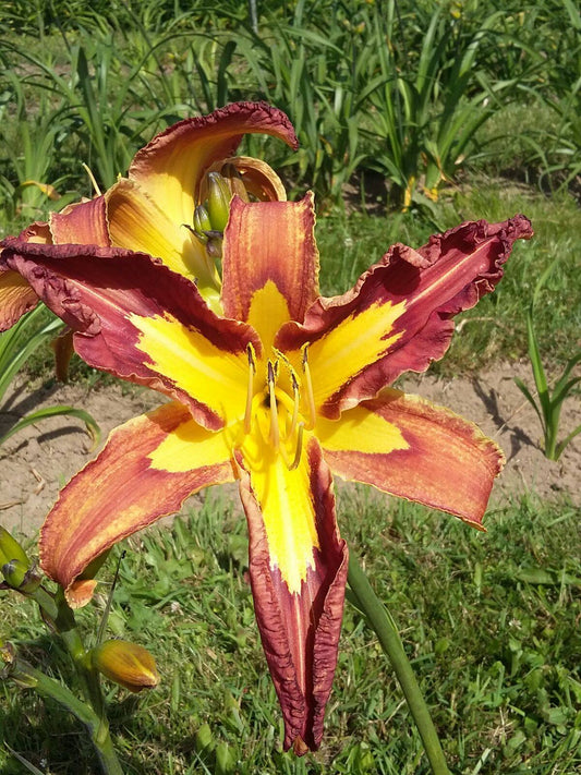 STELLA (V.Baņģieris 2013)