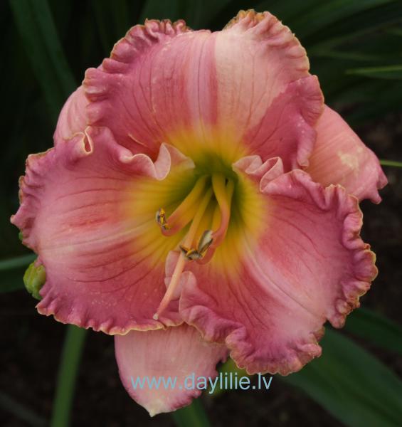 Shantih (P.Stamile 2005)