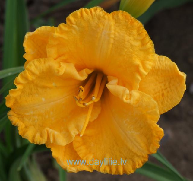 Siera Ritulis (V.Baņģieris 2011)