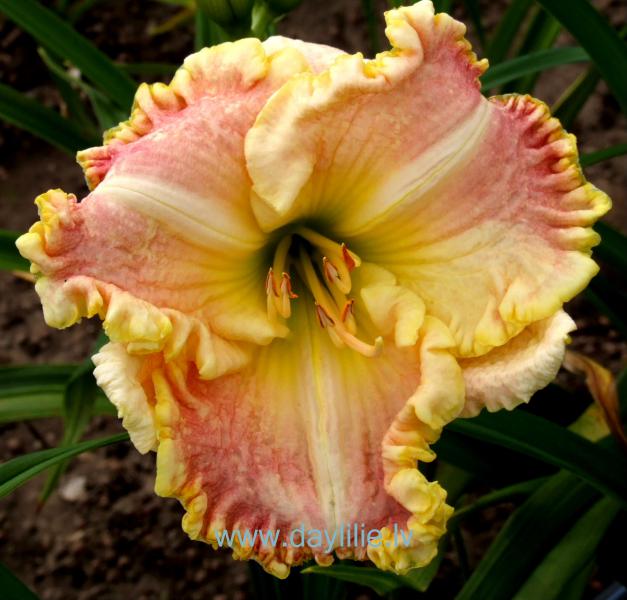 Singular Sensation (P.Stamile 2005)