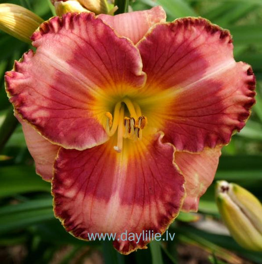 Smalkā Jaunkundze (V.Baņģieris 2012)