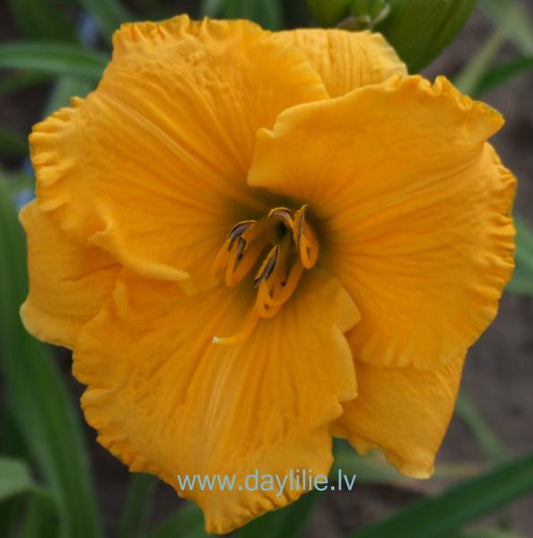 Smieklu kruncinas (V.Bangieris 2010)