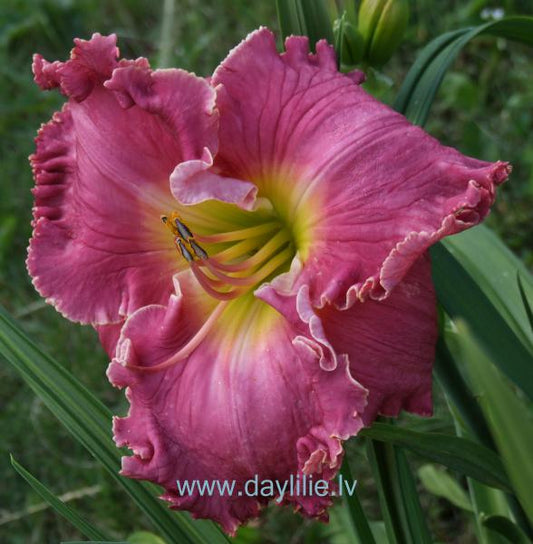 Song Writer (P.Stamile 2005)