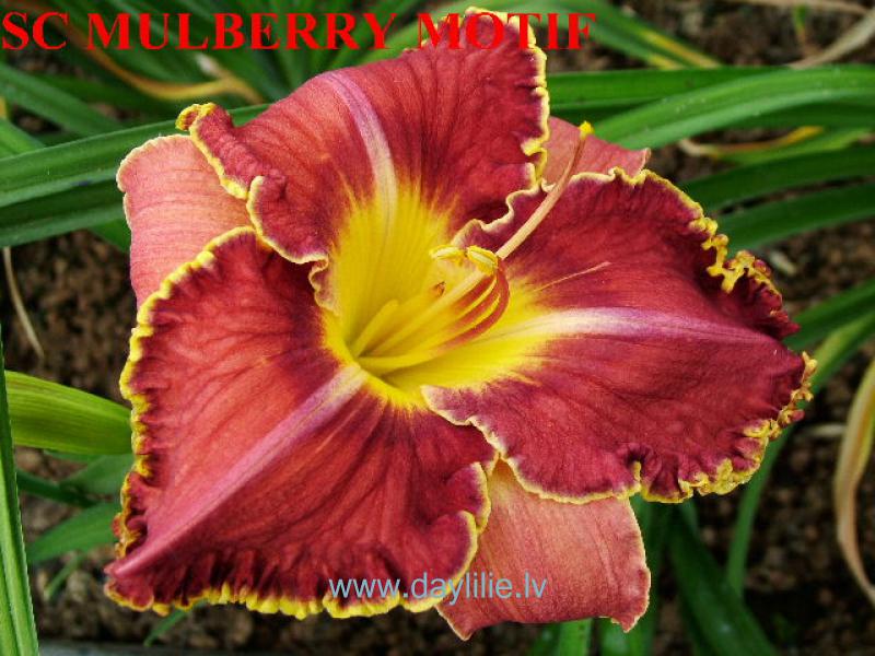 Spacecoast Mulberry Motif (Kinnebrew-J., 2004)