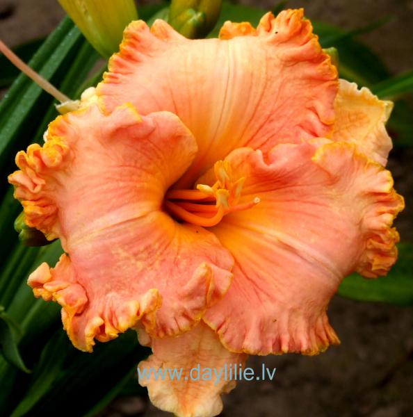 Spacecoast Tropical Passion (J.Kinnebrew 2004)