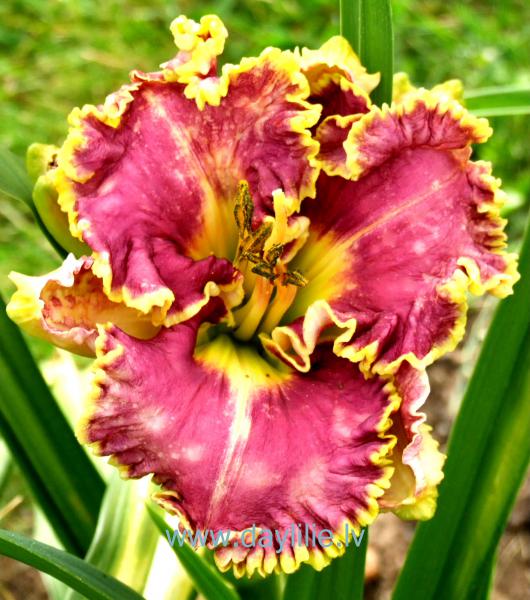 Spiny Sea Urshin (P.Stamile 2004)