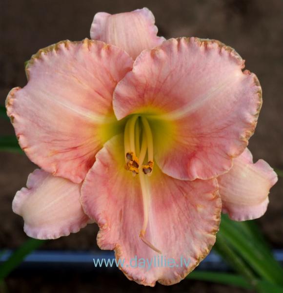 Staņislava Zaķēna (V.Baņģieris 2008)