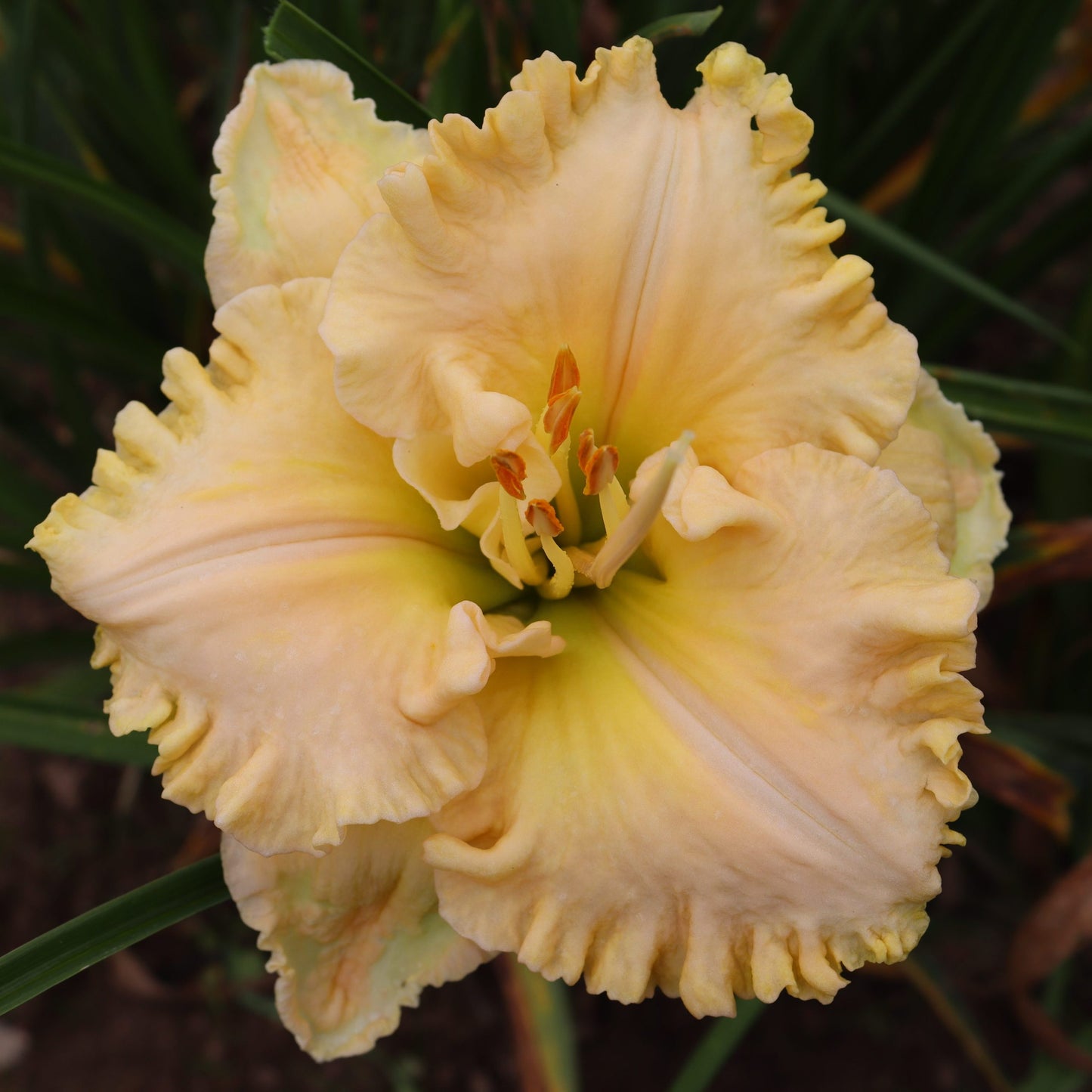 Ēģiptē sniegs (V.Baņģieris 2010)