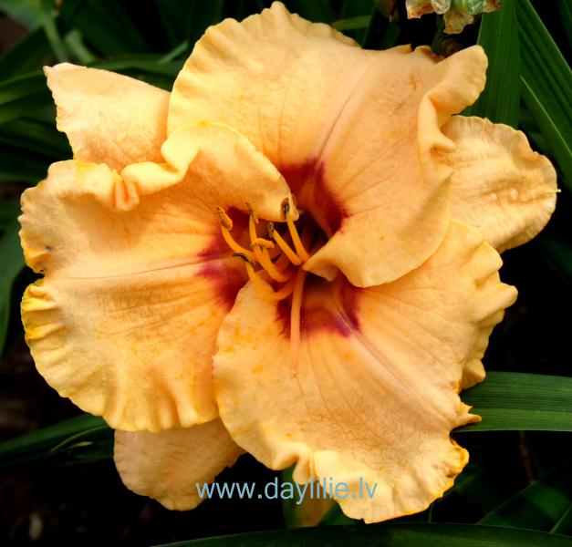 Awakening Spirit (T.Petit 2004)