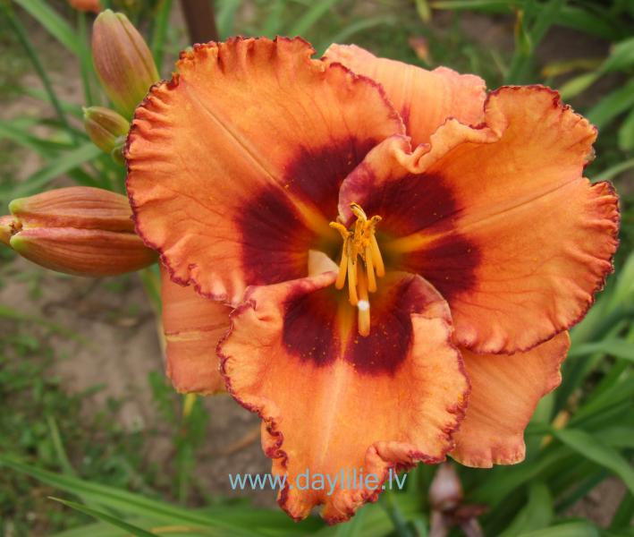 Talsu skaistule (V. Baņģieris 2014)